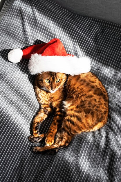 ginger cat in Santa Claus red hat cat wearing Christmas cap