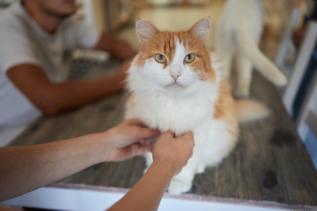 Ginger cat sitting on the wooden floor in a white room the fat red cat is resting sweet fluffy kitte