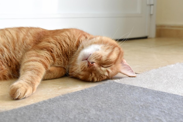 Ginger cat sleeping on the floor at home