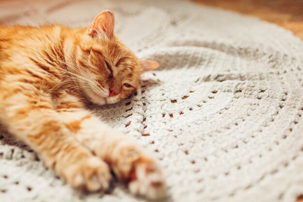 Ginger cat sleepng on couch in living room surrounded with cushions