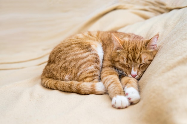 Ginger cat sleeps in funny pose baby cat sleeping in bed