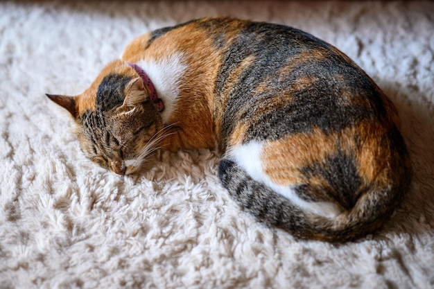 A Ginger Cat sleeps on a white floor carpet