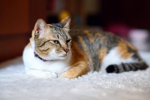 A Ginger Cat sleeps on a white floor carpet