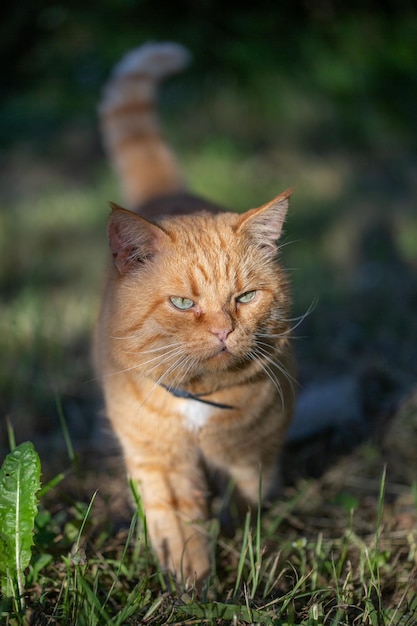 Ginger cat walks on the street on a summer sunny day, close-up photo. Portrait of a ginger cat.