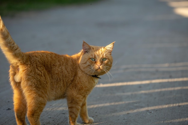 Ginger cat walks on the street on a summer sunny day, close-up photo. Portrait of a ginger cat.