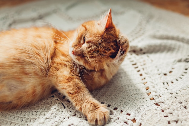 Ginger cat washing ear lying on floor rug at home. Pet cleaning itself on carpet.