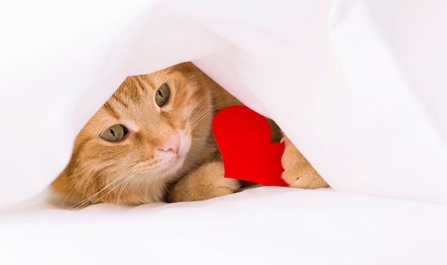 Ginger cat under a white blanket with a valentine in the form of a heart