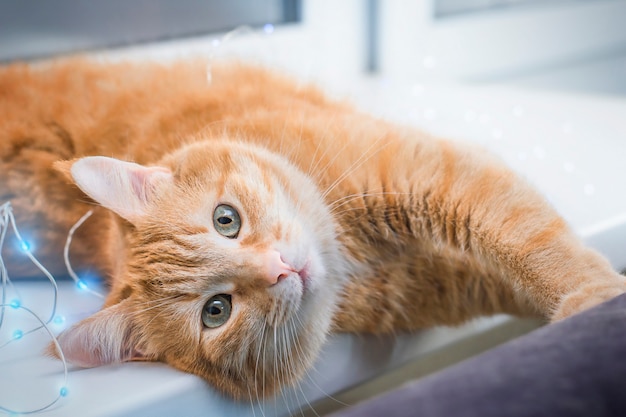 Ginger cat on the windowsill