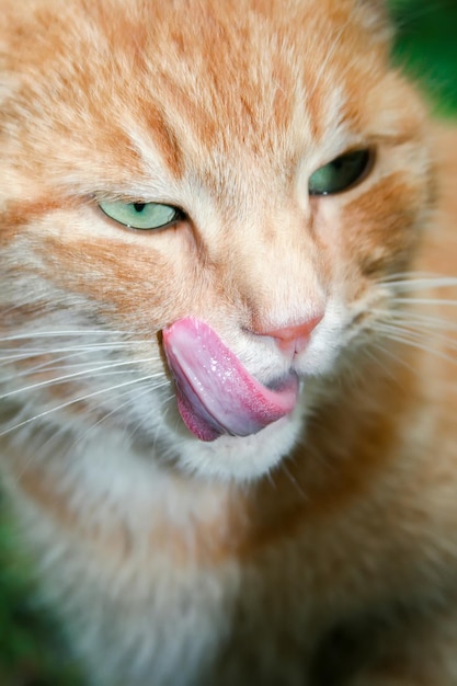 Ginger cat with green eyes licks his lip