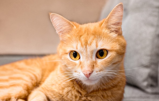 A ginger domestic cat is resting lying on a gray sofa