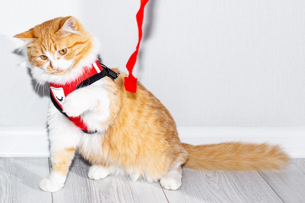 Ginger fluffy kitten with a white breast in a red harness with a leash in the room prepared for a walk