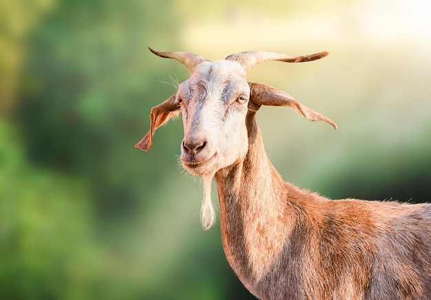 Ginger goat stands against the backdrop of a blurry forest