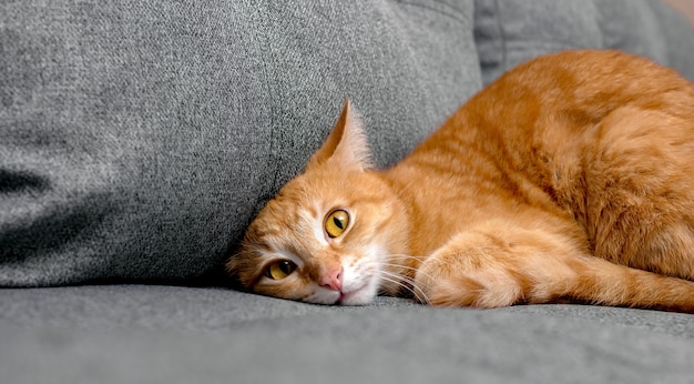 The ginger house cat hid its head under the sofa cushion