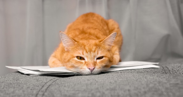 A ginger house cat lies on documents and papers