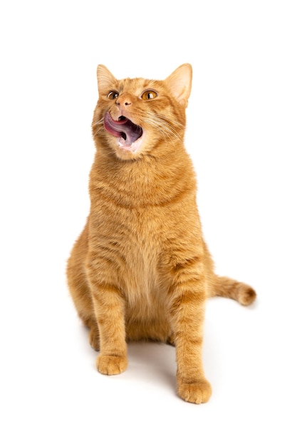 Ginger hungry kitten licking its lips Red cat on a white background isolated