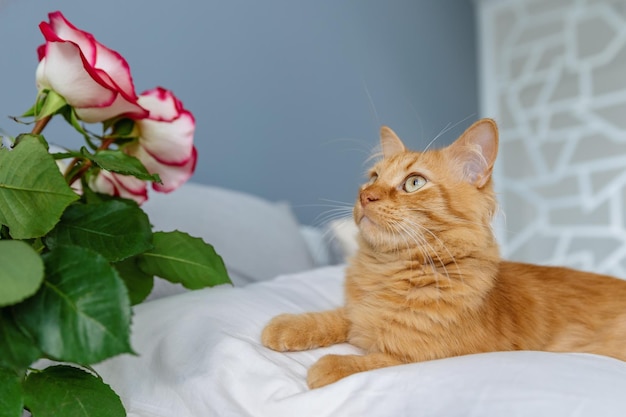 A ginger kitten lies on the bed and looks at a bouquet of red roses.