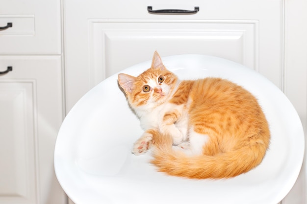 A ginger kitten lies on a white bar stool seat in the kitchen Comfortable furniture at home