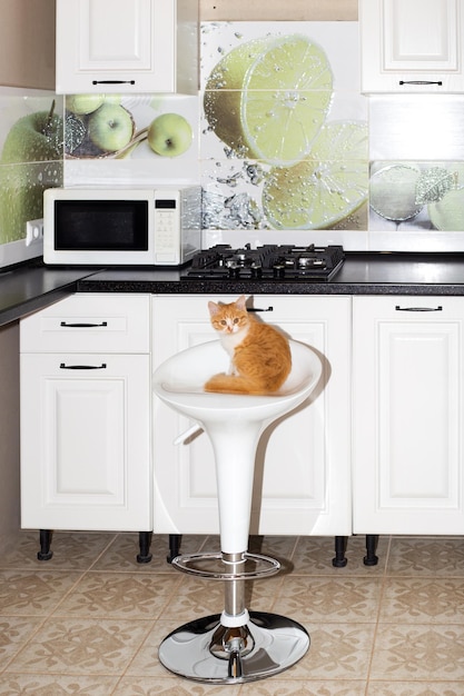 A ginger kitten sits on a bar stool in a small kitchen Home interior and pets