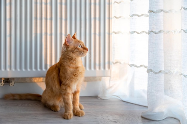 A ginger kitten sits near the radiator and looks out the window at the sunset.