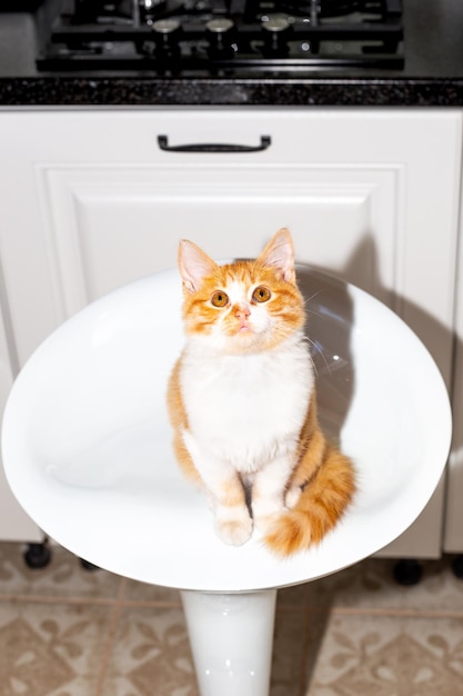 Ginger kitten sitting on a white bar stool seat in the kitchen looks up and asks for food Feeding pets