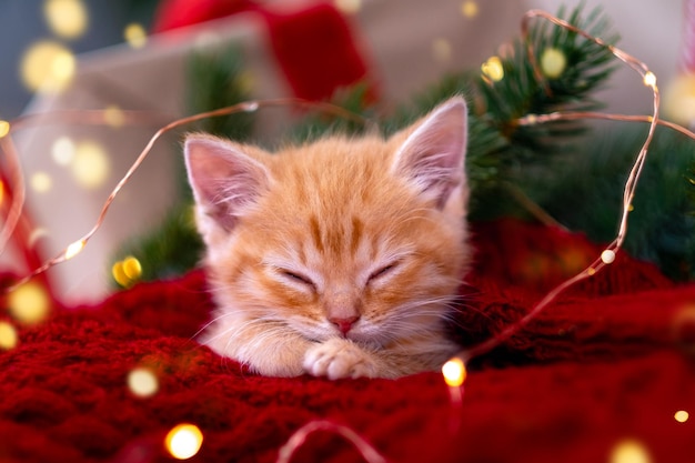 Ginger kitten sleeping with christmas lights on red orange red cat happy dreams holidays and relax