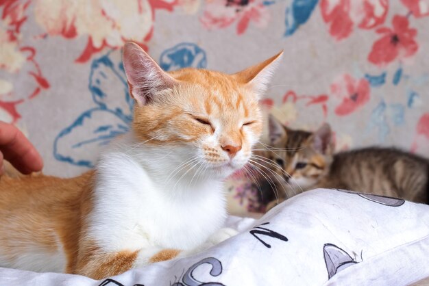 Ginger kitten sleeps curled up at home close up