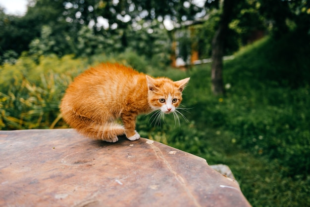 Ginger kitten on the table