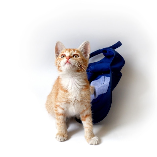 Ginger kitten with a blue baseball cap on a white background. Pet close-up.