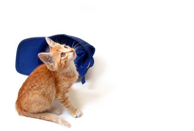 Ginger kitten with a blue baseball cap on a white background. Pet close-up.