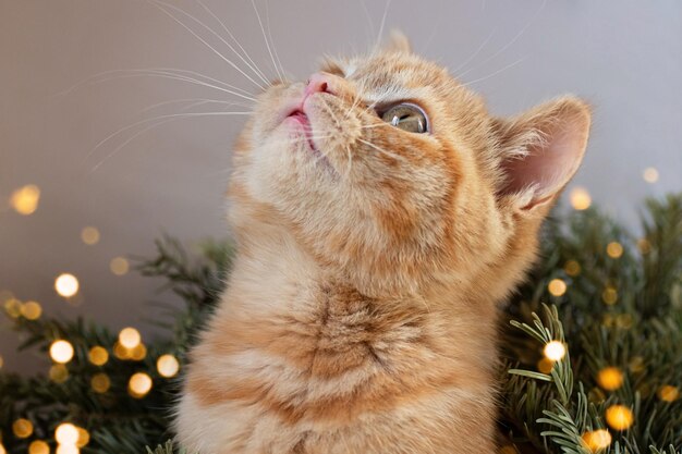 Ginger kitten with green eyes sitting in branches christmas tree with bokehNew year concept