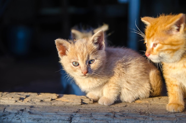 Ginger kittens sit on a wooden doorstep and bask in the morning sun Offspring of a domestic cat