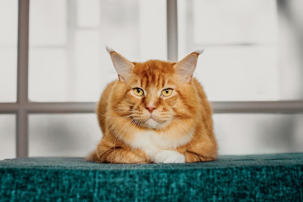 Ginger maine coon cat laying on green velvet cloth.