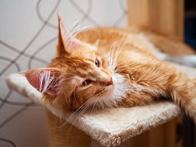 Ginger Maine Coon kitten lying on a playground