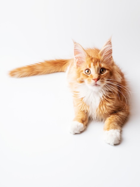 Ginger Maine Coon kitten lying on a white background