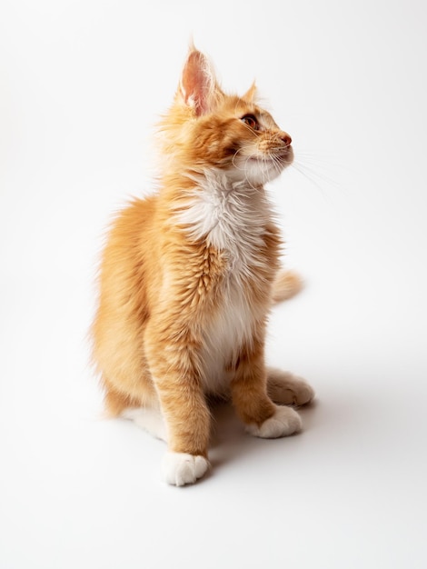 Ginger Maine Coon kitten sitting on a white background