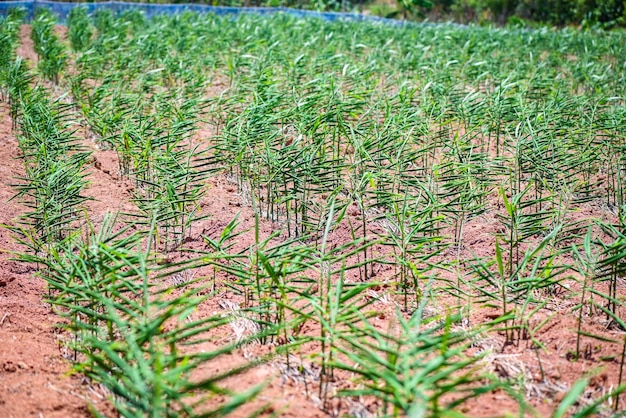 Ginger root on ground field nature ginger plant tree cultivate planting on soil agriculture farm Growing ginger with leaf