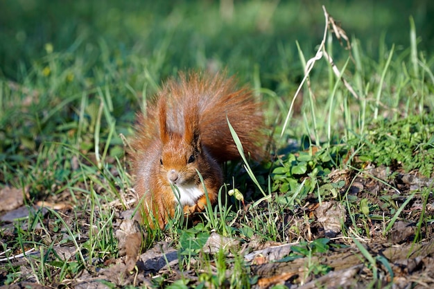 Ginger squirrel on grass in park