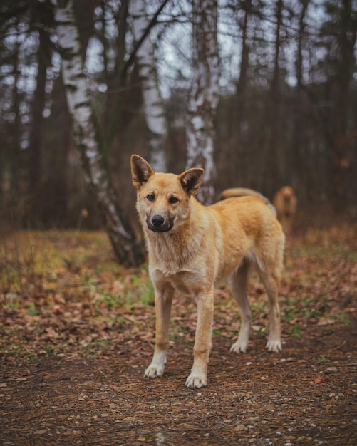 Ginger stray street dog in forest or park looking sad and hungry in cold weather lonely abandoned