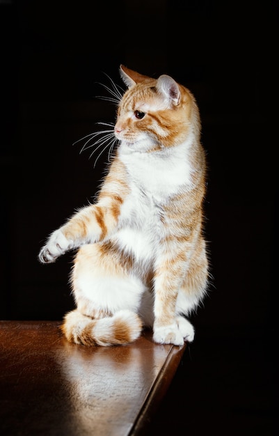 Ginger tabby cat playing with people,  black surface