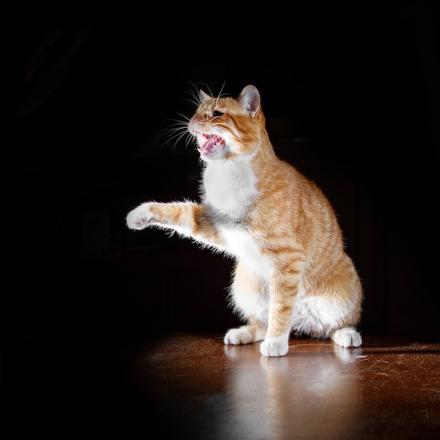 Ginger tabby cat say meow on black surface