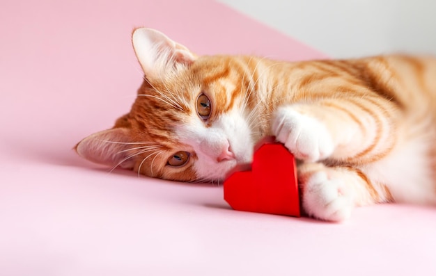 Ginger tabby cat with a red heart lying on a pink background Greeting card for Valentines day Concept help homeless animals