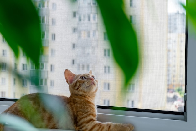 Ginger tabby kitten lies on the windowsill