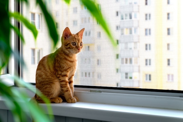 Ginger tabby kitten sits on the windowsill