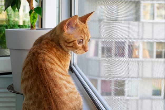 Ginger tabby kitten sitting on the windowsill and looking out