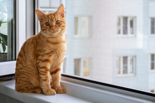 Ginger tabby kitten sitting on a windowsill with a mosquito net