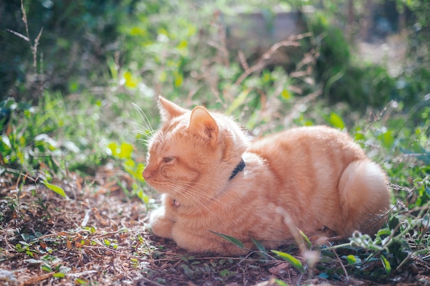 The ginger tabby young cat looks to the side sitting on the ground in the garden with the morning