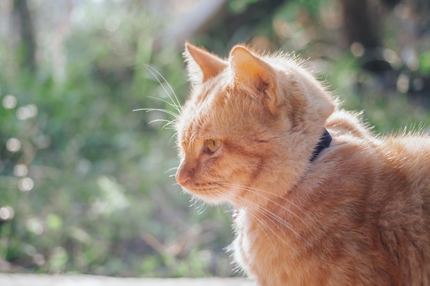 Ginger tabby young cat sitting on the concrete floor in the garden with the morning sunlight orange