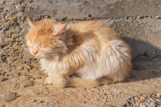 Ginger tom cat close up horizontal portrait from the side - Domestic Pets