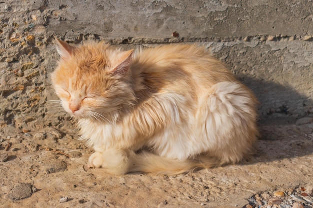 Ginger tom cat close up horizontal portrait from the side  Domestic Pets