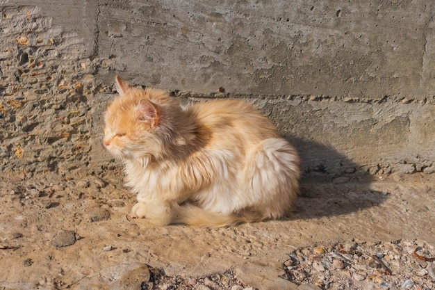 Ginger tom cat close up horizontal portrait from the side  Domestic Pets